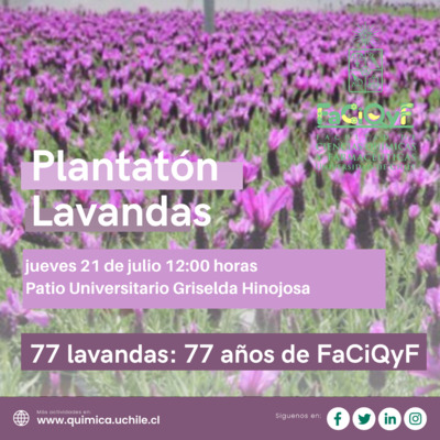 PlantatA_n_Lavandas.png