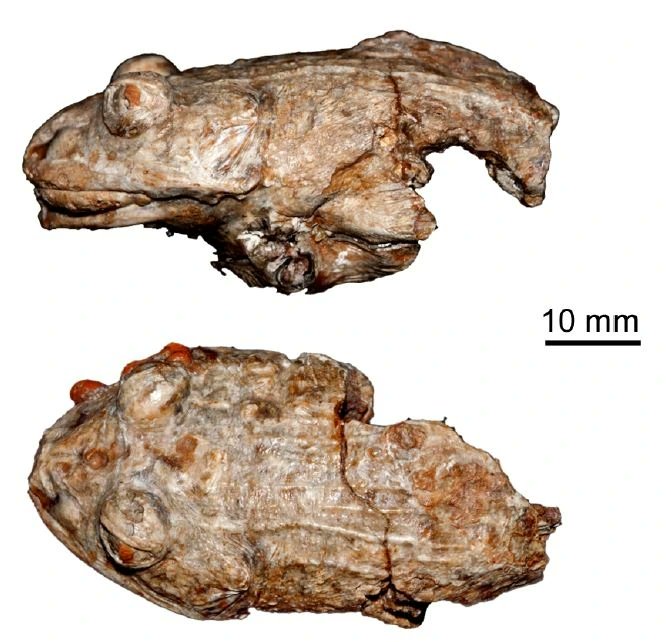 Thaumastosaurus_gezei_fossil_frog_mummy.jpeg